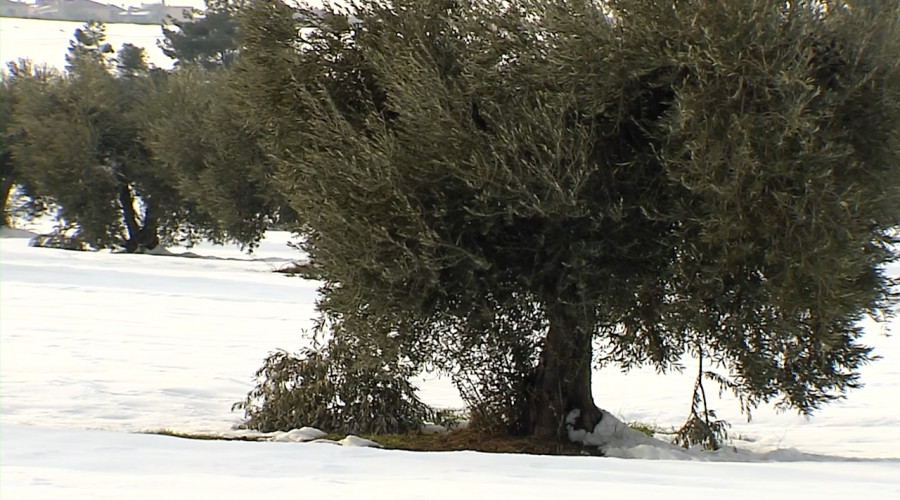 El próximo viernes se pagarán las ayudas al olivar que se vio afectado por el temporal ‘Filomena’