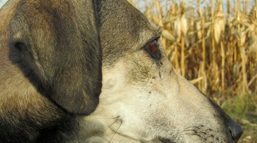 Castilla-La Mancha, pendiente del debate de la Ley de Bienestar Animal el próximo martes en el Congreso