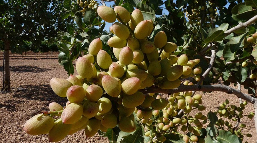 El Gobierno regional abona casi 15 millones de euros de la PAC a más de 2.000 agricultores y ganaderos de la provincia de Toledo