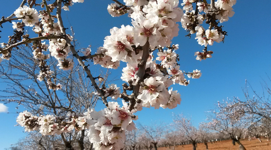 El almendro gana peso dentro del seguro agrario