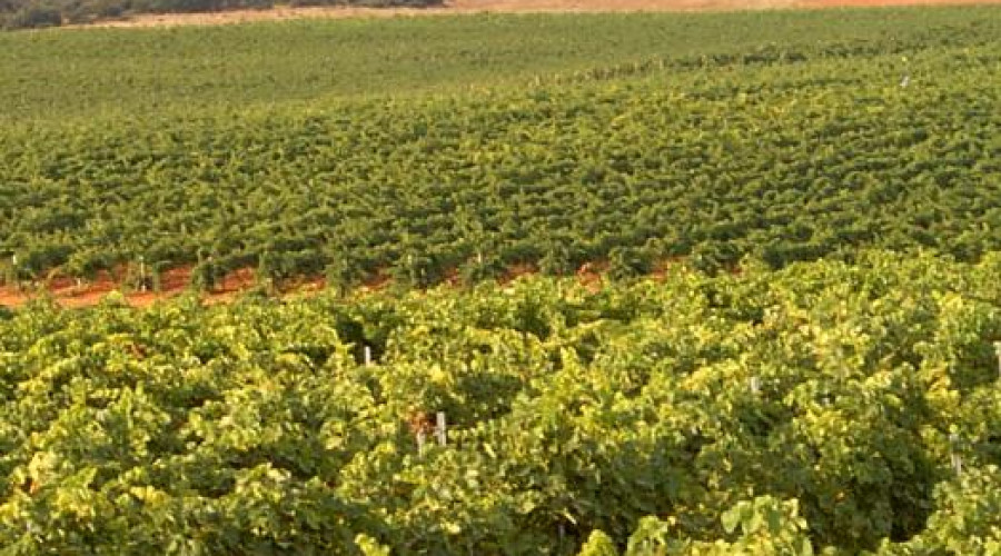 Urge activar fondos adicionales para el sector vitivinícola