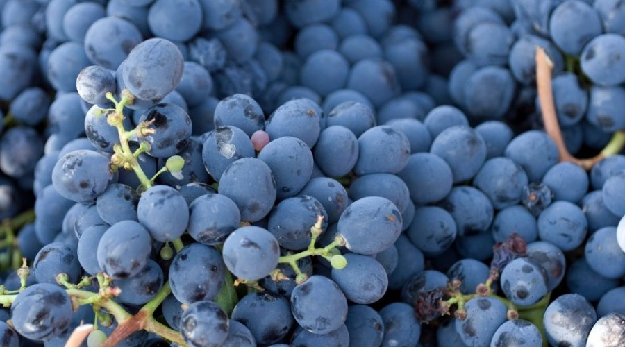 Agroseguro adelanta el pago por daños en uva de vino